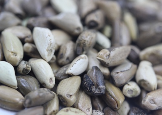 1627523179396928.jpg image.jpg