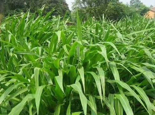 1627526145168101.jpg image.jpg