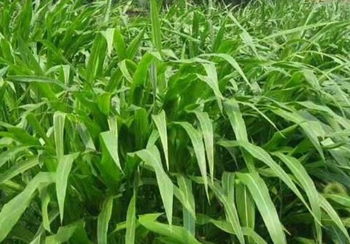 1627526177738155.jpg image.jpg