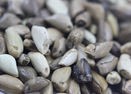 1627526572663666.jpg image.jpg