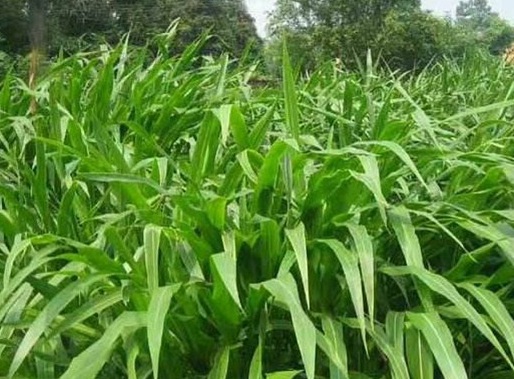 1627526594987381.jpg image.jpg