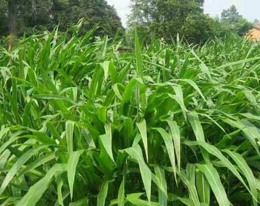 1627527136125696.jpg image.jpg