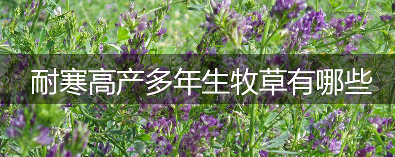 耐寒高產(chǎn)多年生牧草有哪些 耐寒高產(chǎn)多年生牧草有哪些