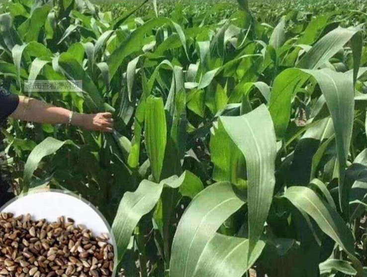 玉米草.jpg