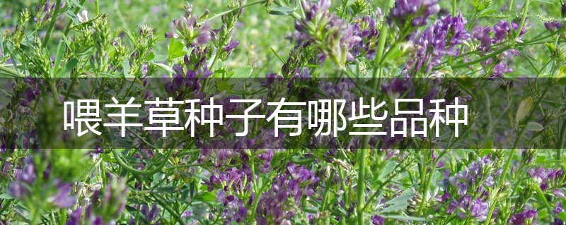 喂羊草種子有哪些品種