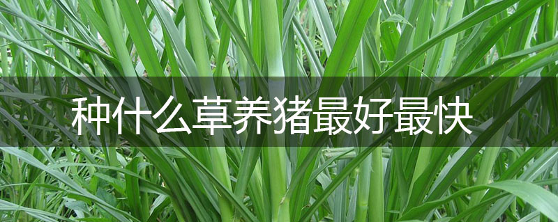 種什么草養(yǎng)豬最好最快
