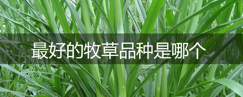 最好的牧草品種是哪個(gè)