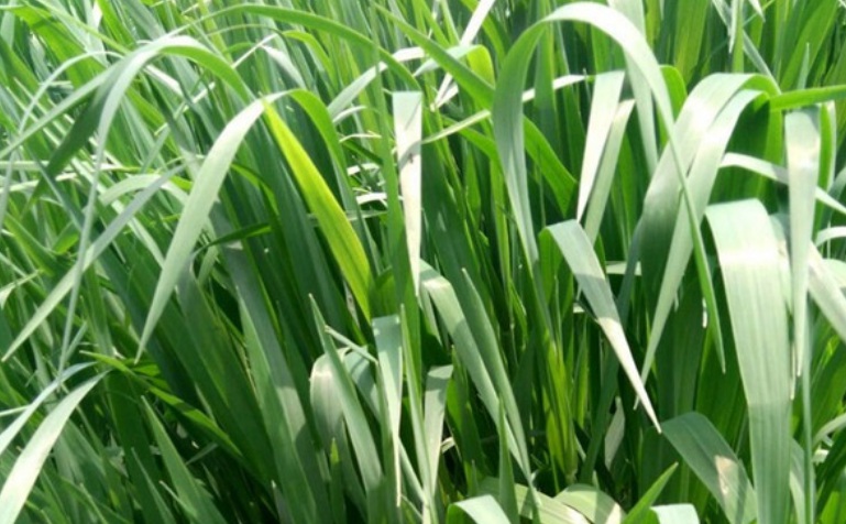 1627568105303441.jpg 黑麥2.jpg