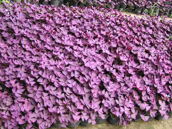 1627613627123170.jpg image.jpg