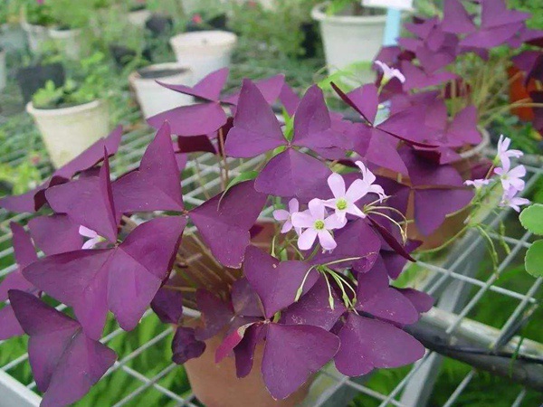 1627613635341592.jpg image.jpg