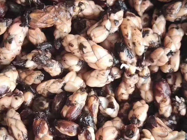 1627613642970199.jpg image.jpg