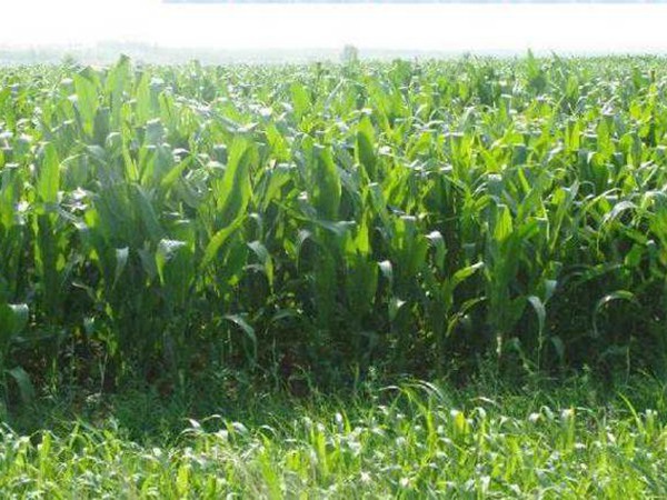 1627614049816972.jpg image.jpg