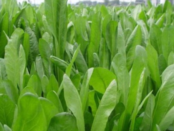 1627616898793911.jpg image.jpg