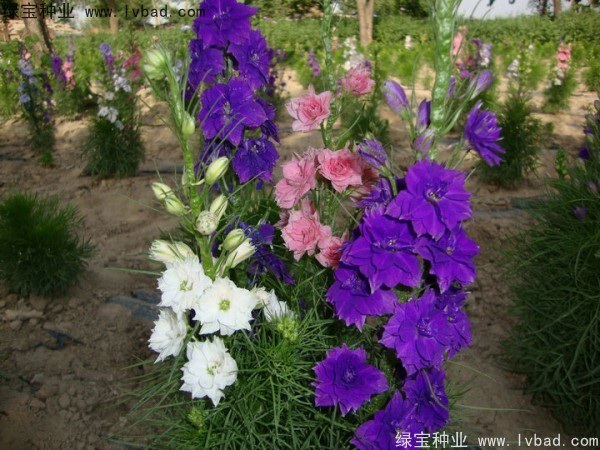 1627617191424013.jpg image.jpg