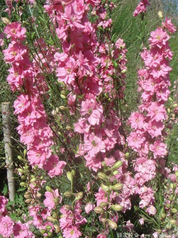 1627617205481990.jpg image.jpg