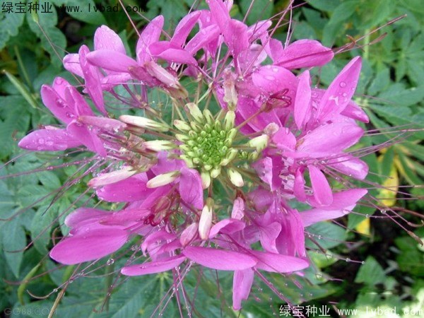 1627621479846534.jpg image.jpg