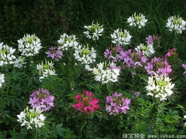 1627621487334414.jpg image.jpg