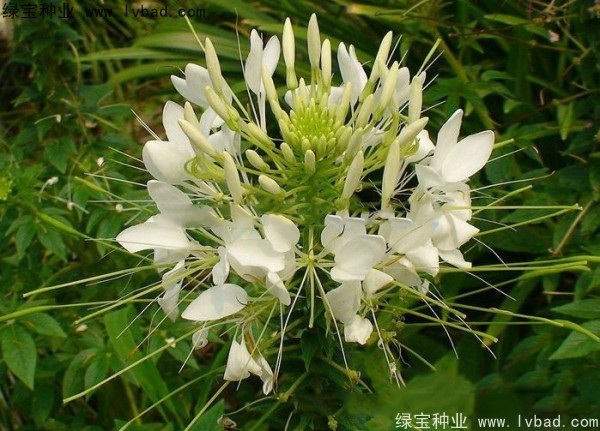 1627621503618150.jpg image.jpg