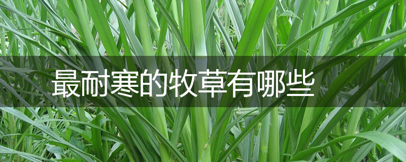最耐寒的牧草有哪些