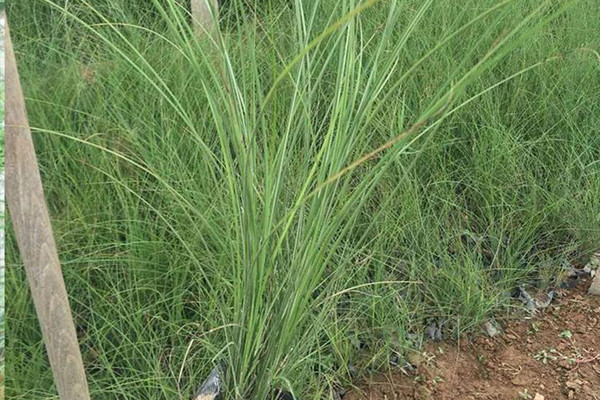 1627688344765320.jpg 4_副本.jpg