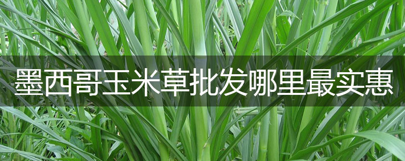 墨西哥玉米草批發哪里最實惠