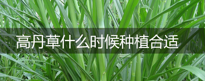 高丹草什么時(shí)候種植合適
