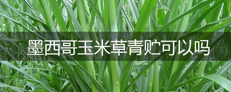 墨西哥玉米草青貯可以嗎