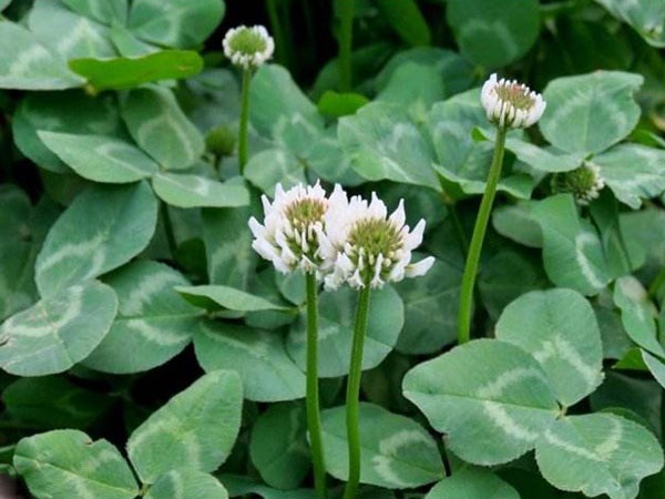 1627701156364343.jpg image.jpg