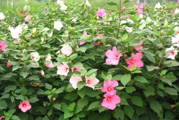 1627820974609401.jpg image.jpg