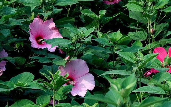 1627820975913430.jpg image.jpg