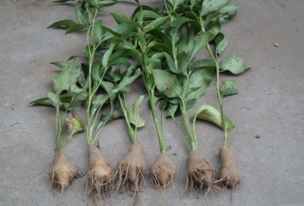 1627823015935751.jpg image.jpg