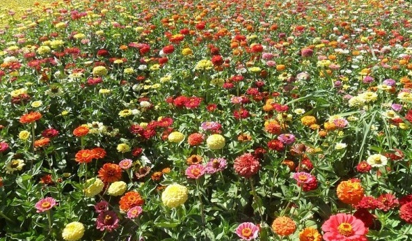 1627823357637379.jpg image.jpg