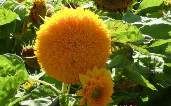 1627823460627143.jpg image.jpg