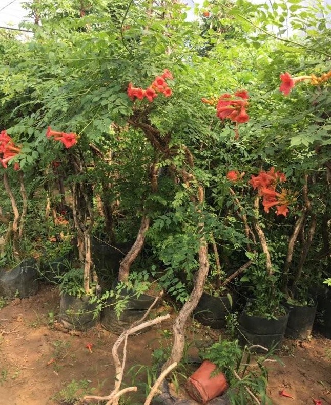 1627825681581950.jpg image.jpg