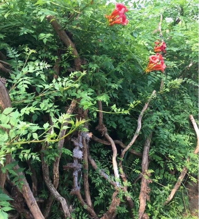 1627825691720810.jpg image.jpg