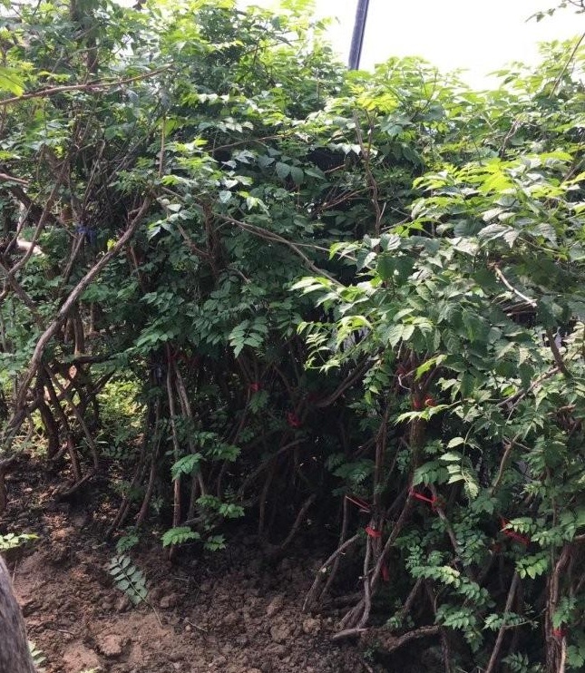 1627825702763757.jpg image.jpg