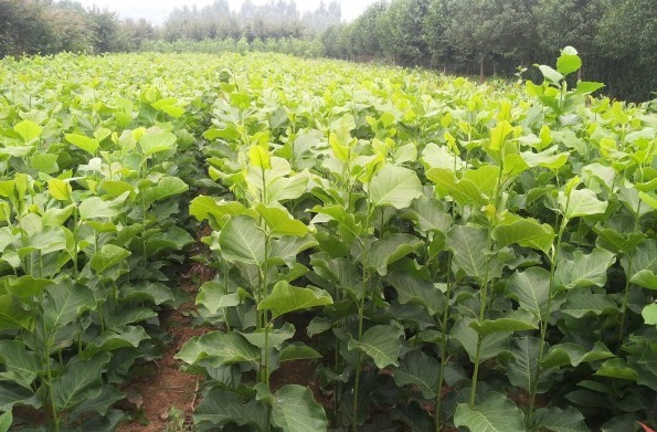 1627826335243296.jpg image.jpg