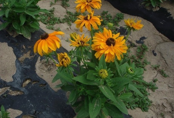 1627873215821132.jpg image.jpg