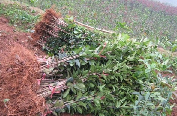 1627873982285775.jpg image.jpg