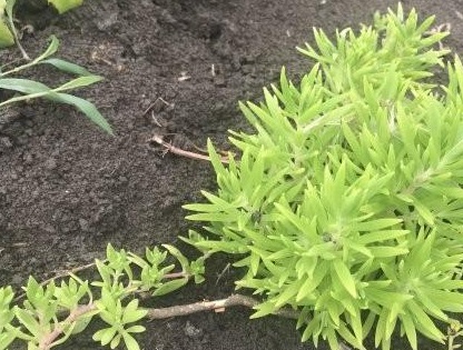 1627949667291690.jpg image.jpg