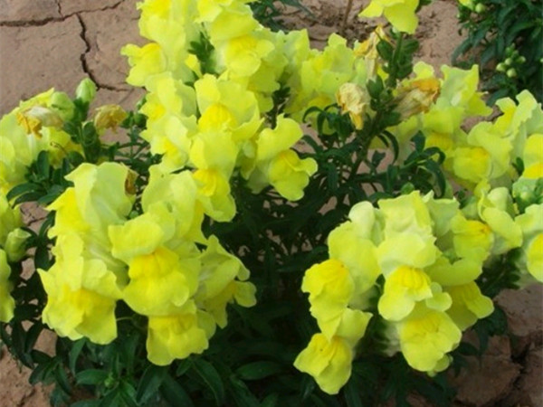 1627954618659628.jpg 金魚草2_副本.jpg