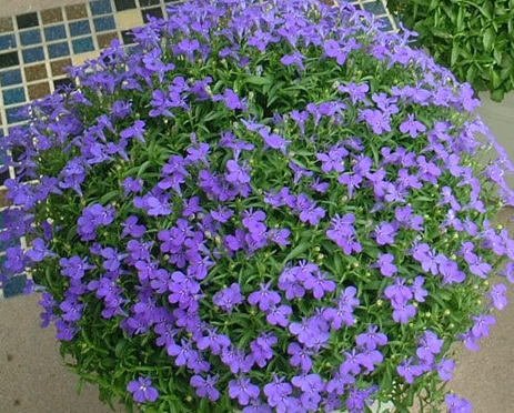 1627956249305161.jpg image.jpg