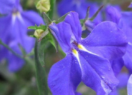 1627956259611435.jpg image.jpg