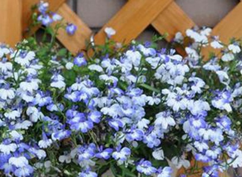 1627956267728783.jpg image.jpg