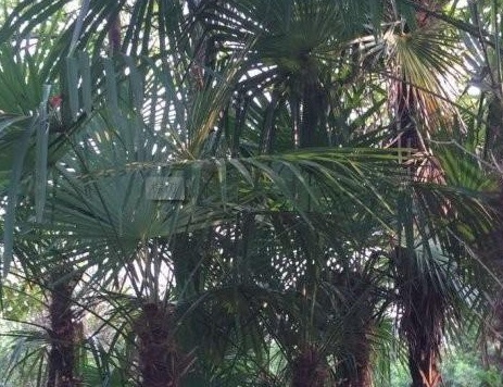 1627956419282910.jpg image.jpg