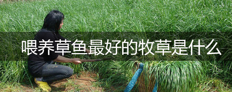喂養草魚最好的牧草是什么