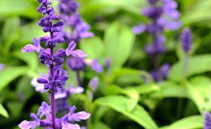 1627977158559276.jpg 鼠尾草2.jpg