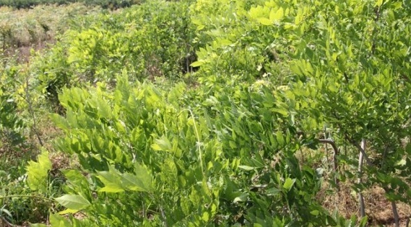 1627984377791521.jpg image.jpg