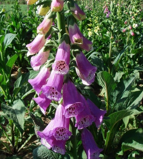 1627985028847915.jpg image.jpg