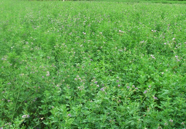 1627985093923526.jpg image.jpg